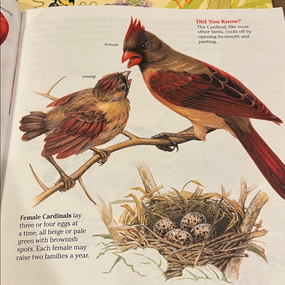 Bird and Rainforest Book Set - Picture 6 of 15